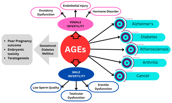 AGEs Glycation Complications Diagram