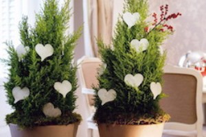 Energize Plants