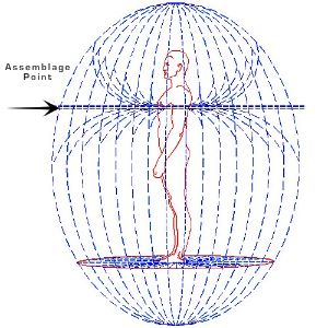 Thymus Assemblage Point